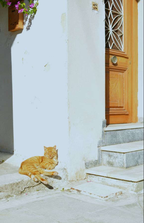 Does the cat know that he and the door make a perfect colour match?