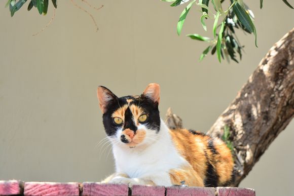 They say, calico cats bring good luck. We'll see about that
