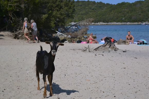 Σύβοτα 
This little one was a guest of honor at the Bella Vraka beach. Do you see a lot of goats on the beach? In the mountains, yes. But on a beach?