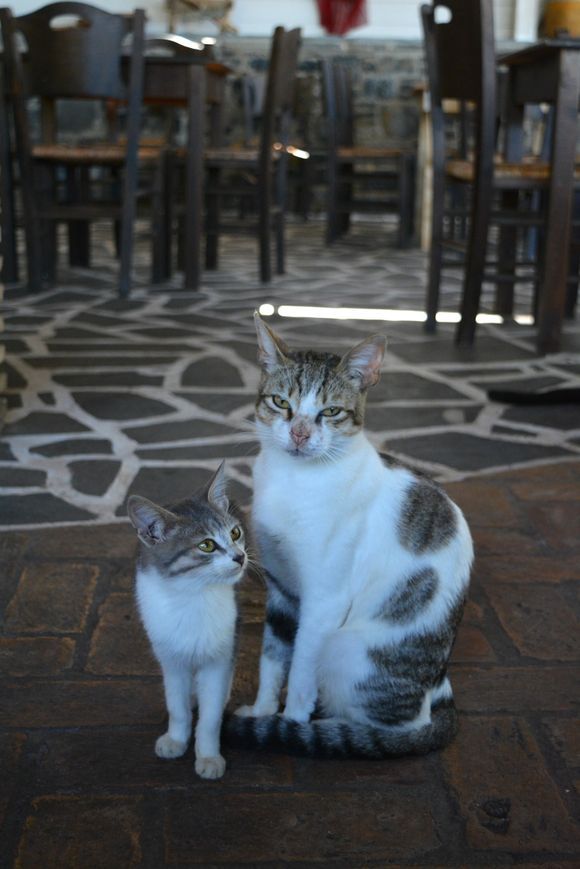 Sweet momma and child waiting for food at a taverna in Pili, Evia