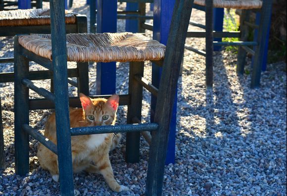It's adorable how this cat's ears catch the light :)
Finikounda, Peloponnese 