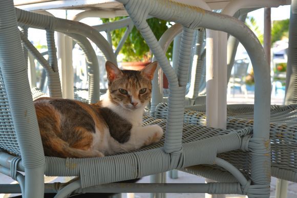 Another kitty that seemed reluctant to have its picture taken by a stranger.
Finikounda, Peloponnese 