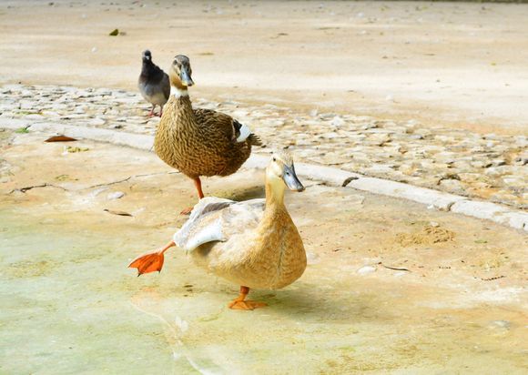 Pas de deux or pas de trois?
At the National Gardens, Athens 