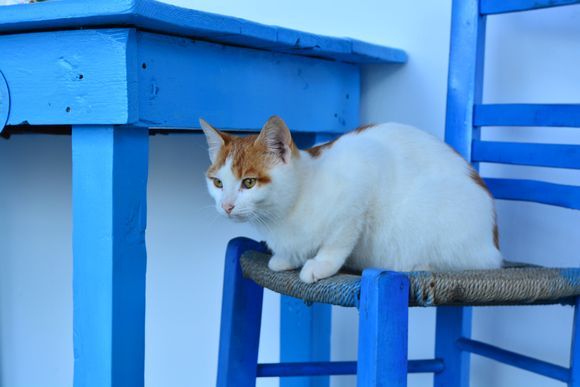 Evia cat in Cycladic colours 