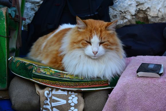 Meet Margarita, another Anafiotika dweller. Her owner plays bouzouki, she enjoys the music and the views next to him