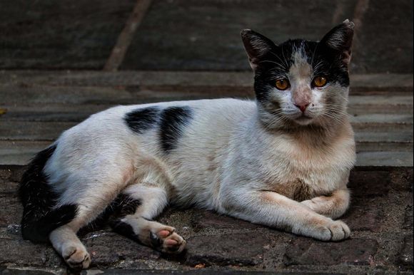 Cat of Thessaloniki