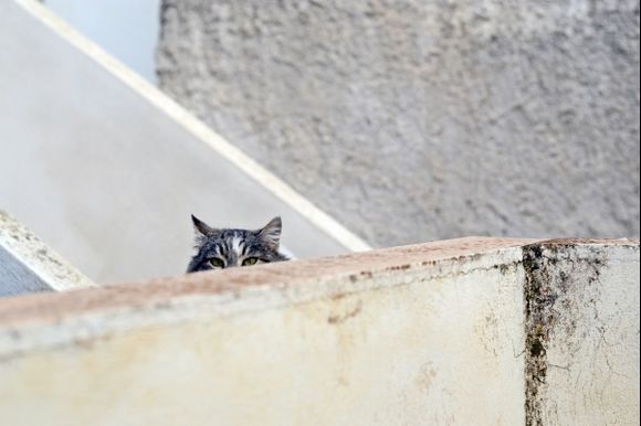 Cat looking through