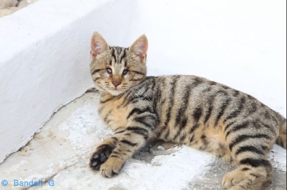 cat relaxing in naoussa old town