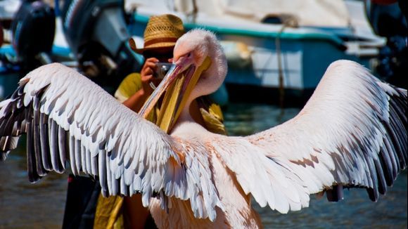 tourists swarm a pelican as it vies for all the attention
