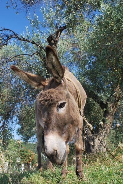Donkey at Troulos