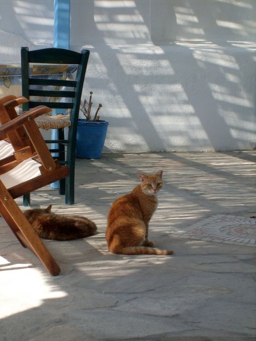 Cats are lazy in Milos :)