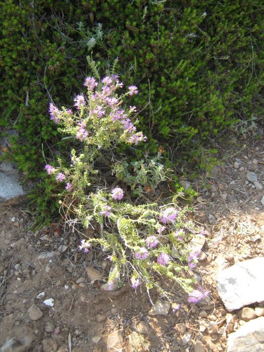 A flower in Assos.