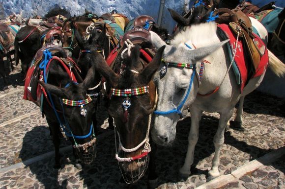 donkeys in Fira