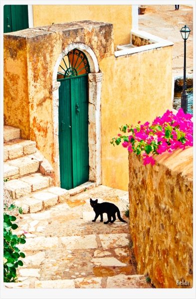 black cat on the streets of Assos