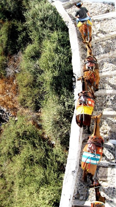 Donkeys walking in line up the caldera of Santorini.