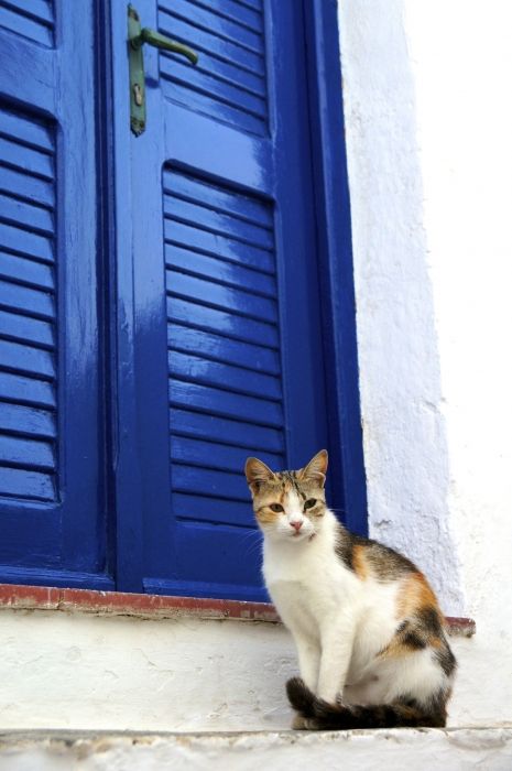 Sifnos - Kastro, ses maisons blanches ΰ volets bleus et ses chats parcourant les rues escarpιes