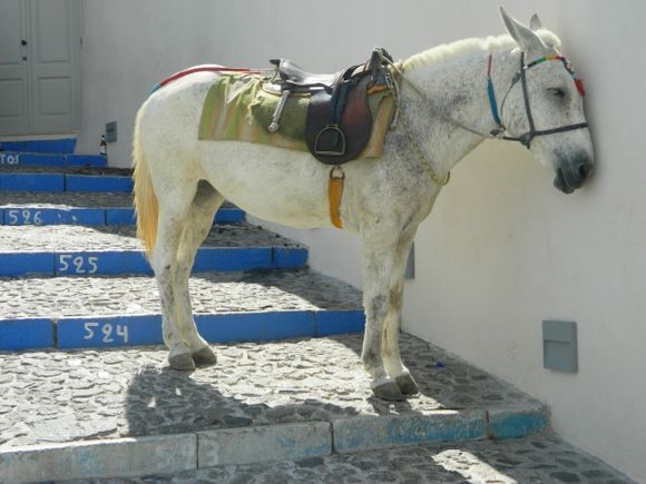 white donkey