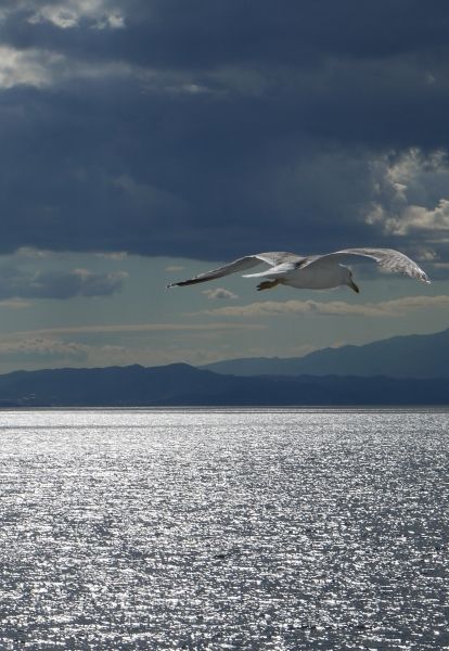A seagull flys by Thassos