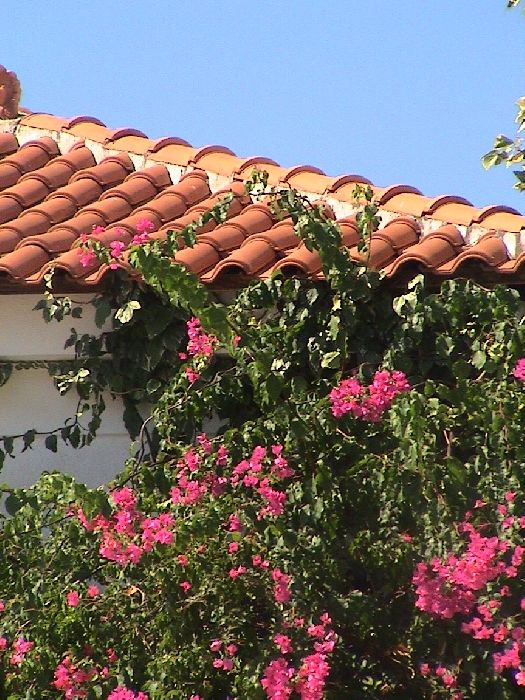 Bougainvillea and roof