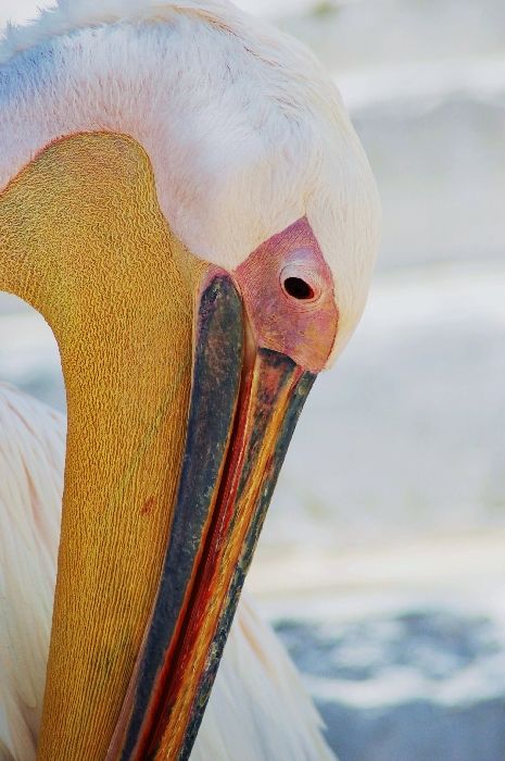 This is the pelican which is a mascot for the island of Mykonos in Greece.