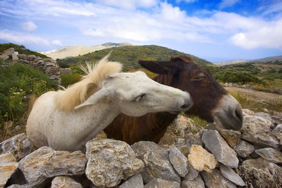 amorgos, near lagada : horse & donkey, two friends!