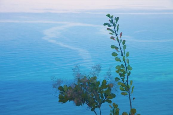 Lefkada,megali petra : flora above the beach