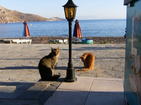 Greek cats near the deserted beach