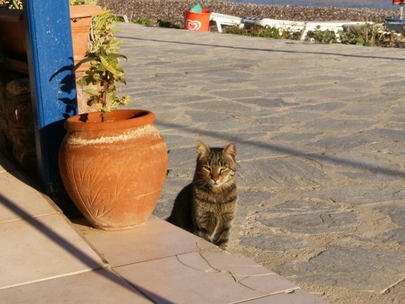 Cat of Tilos