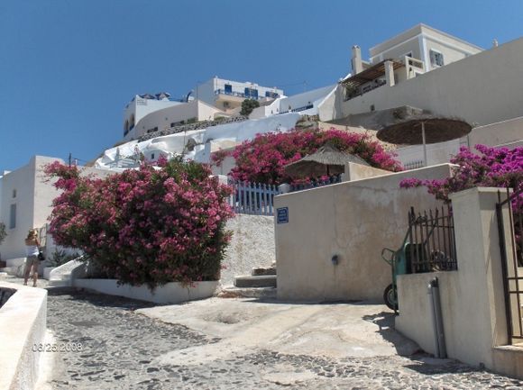 Flowers in Thira