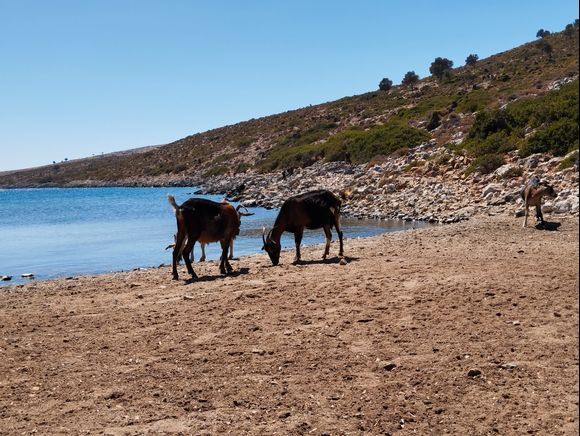 AGATHONISI Island - North Dodecanese -
Goats at Poros beach 🐐