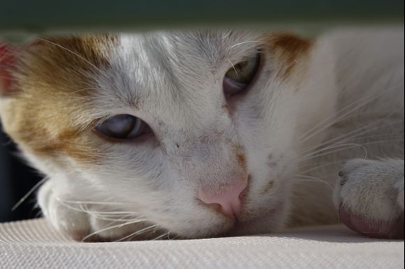 Lefkada - Our favourite cat. I think it belongs to the café Captain´s Corner.