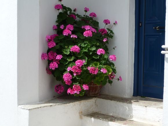 Skiathos geraniums