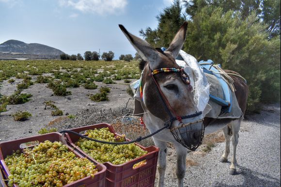 It's harvest season in Santorini! 