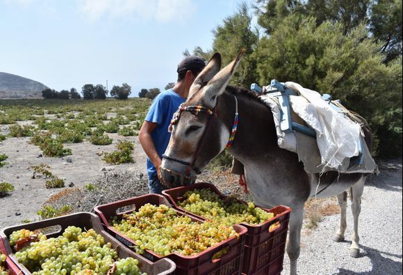 Grape harvest in Santorini