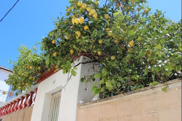 Lemons in Hydra, spring 2014