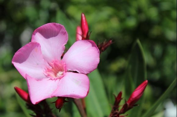 flowers of Hydra