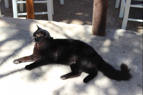 Cats of Hydra, siesta time. Spring 2014