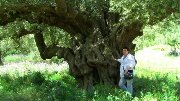 Huge old olive tree in a random grove. This tree has watched humanity come and go for centuries.