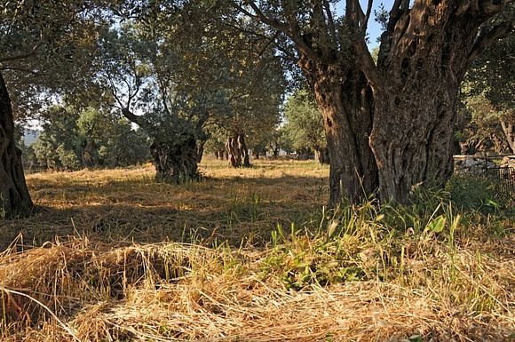 Very old olive yard near Agii Apostoli