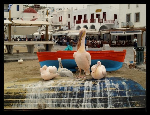 pink pelicans at Mykonos harbour