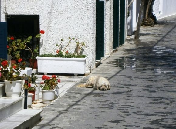 Fluffy dog on street-Agios Georgios Beach
