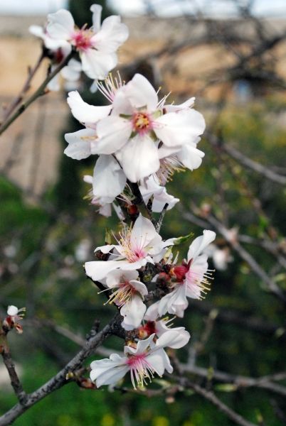 Palamidi - Almond tree