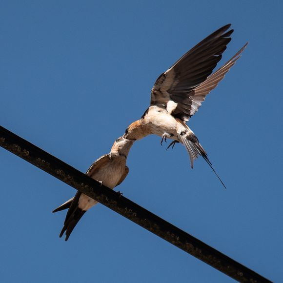 When the swallow birds preparing for their next journey!
Place: Karpenissi - Sterea Ellada / Evrytania