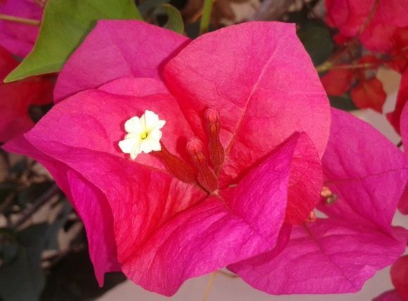 Bougainvillea