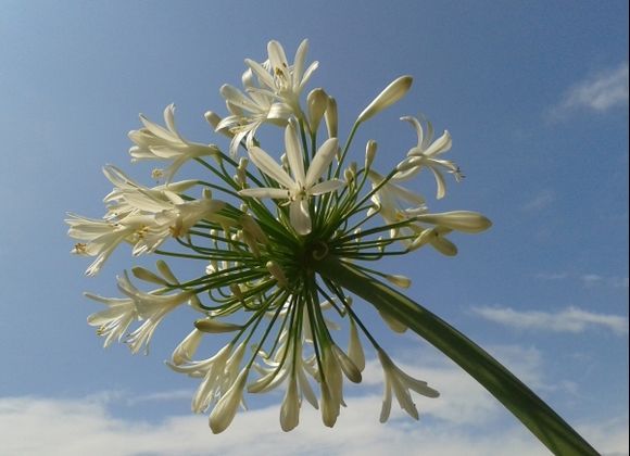 white flower