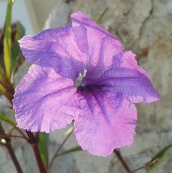 purple flower