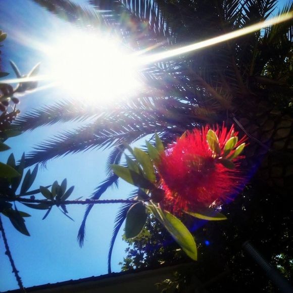 Sun,palm & special flower, Siviri,Kassandra