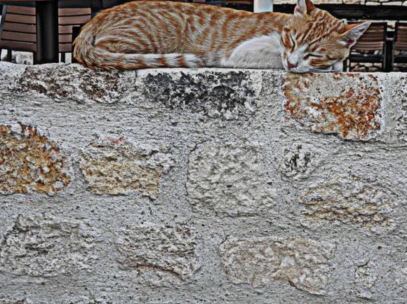 Greek cat at Afytos,Halkidiki