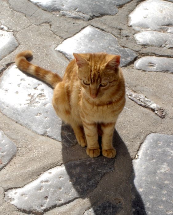 Greek Cat...Hydra cat...