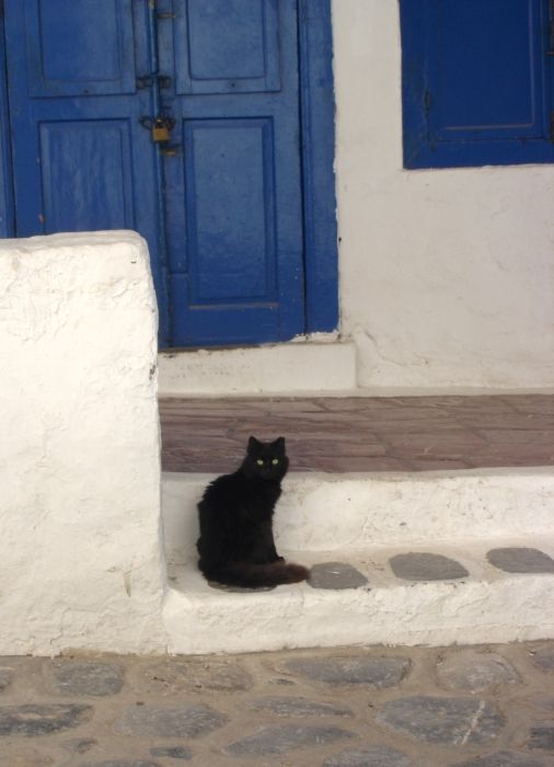 green eye cat in Hydra